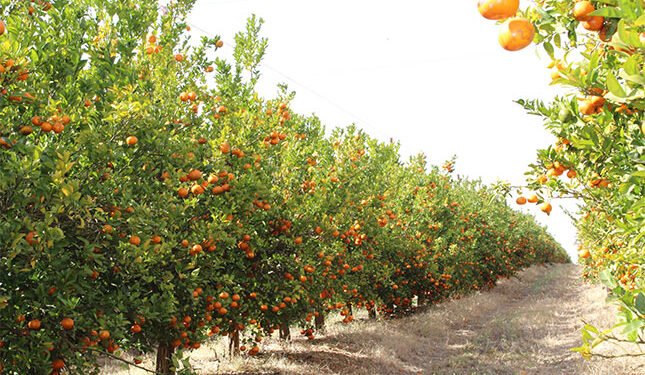 South Africa’s record agri exports mask a growing vulnerability