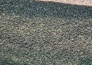 Technology in hemp production