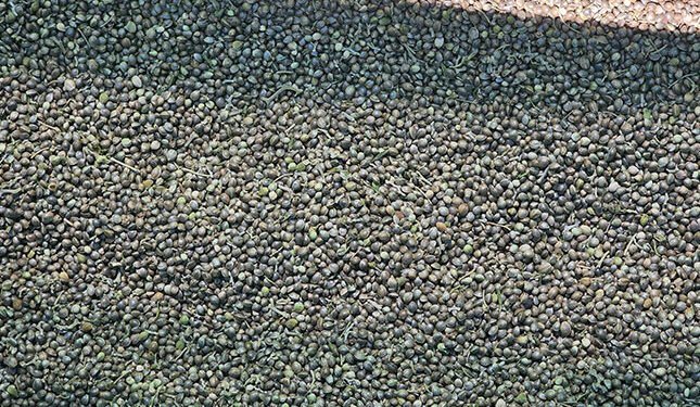 Technology in hemp production