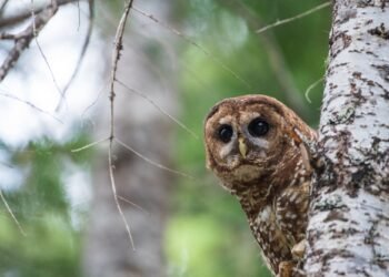 Trump’s BLM is going all-in on resource extraction