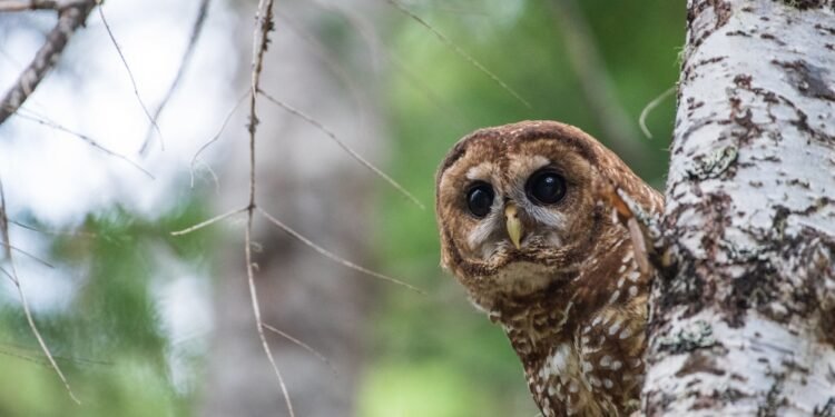 Trump’s BLM is going all-in on resource extraction