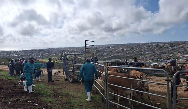 Western Cape ramps up FMD response with swift vaccination rollout and coordinated action