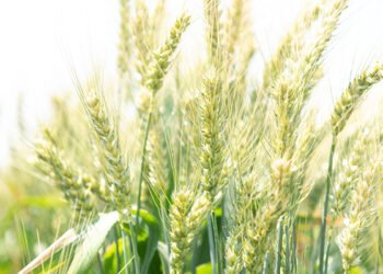 Wheat import tariff set to drop by more than R465/t
