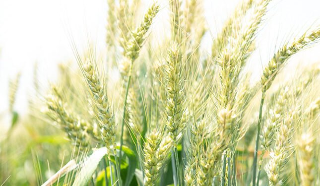 Wheat import tariff set to drop by more than R465/t
