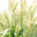 Wheat import tariff set to drop by more than R465/t