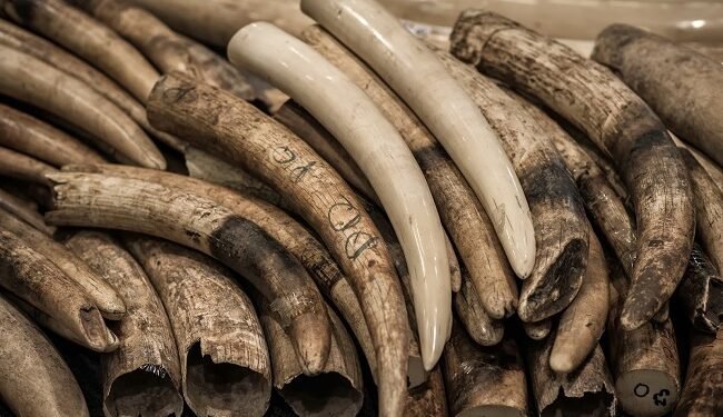 Zambian authorities seize half-a-tonne of ivory tusks smuggled by cross-border trafficking syndicate – EnviroNews