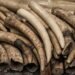 Zambian authorities seize half-a-tonne of ivory tusks smuggled by cross-border trafficking syndicate – EnviroNews