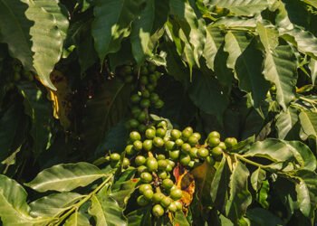 a Kenyan farmer’s path to sustainable production