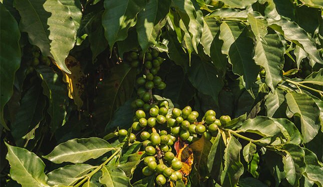 a Kenyan farmer’s path to sustainable production