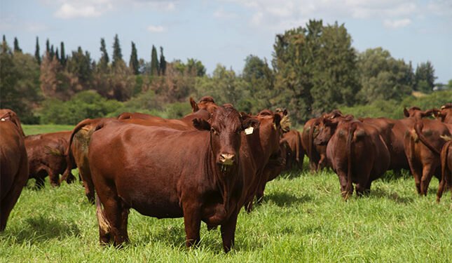 how stepping back built a successful Bonsmara stud