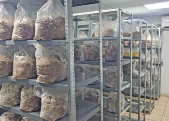 mastering the science of gourmet fungi