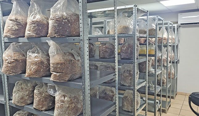 mastering the science of gourmet fungi