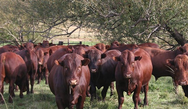 practical insights for breeders and farmers