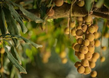 whole kernels rise but halves slip