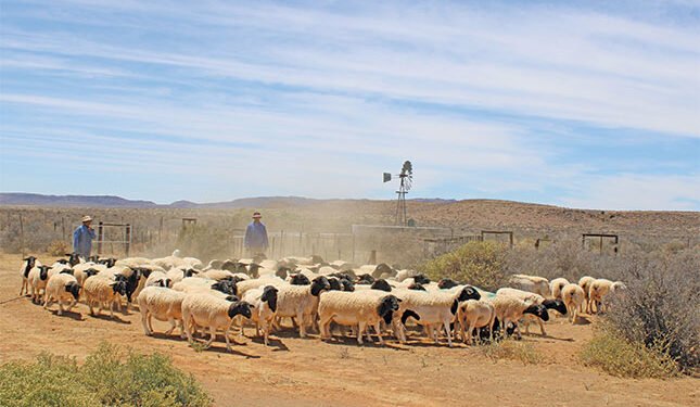 ‘The Dorper thrives under suboptimal conditions’